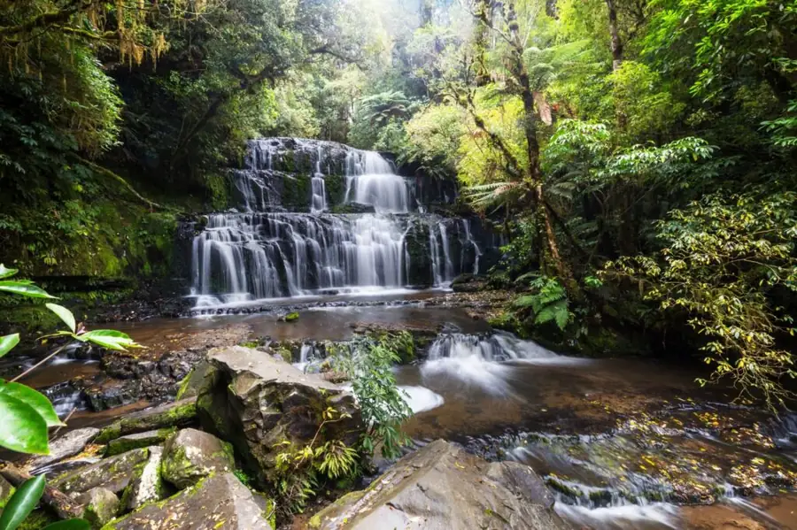 Discover the unique New-Zealand wildlife