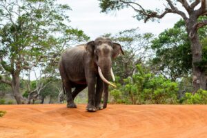 5 Reasons to visit Sri Lanka
